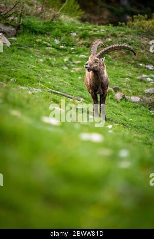 Impressionnant ibex mâle en Engadine Banque D'Images