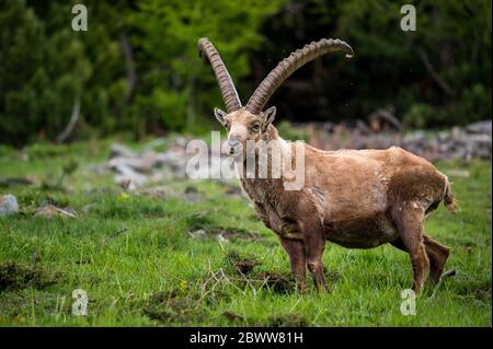 impressionnant ibex alpin dans les alpes suisses Banque D'Images