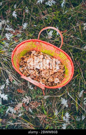 Espagne, panier de plats jaunes fraîchement cueillis (Craterellus tubaeformis) Banque D'Images