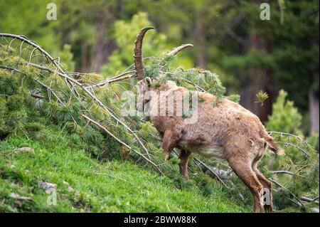 jeune homme ibex luttant avec la végétation et ses cornes Banque D'Images