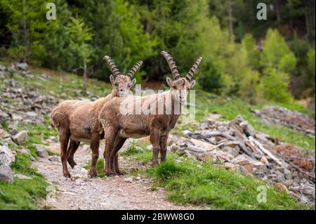 deux ibexes subasiaux mignons sur le sentier de randonnée en regardant vers la caméra Banque D'Images