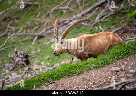 Impressionnant ibex mâle en Engadine Banque D'Images