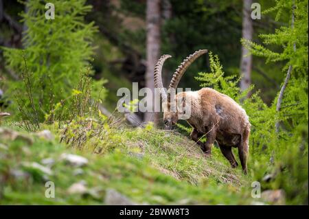 Impressionnant ibex mâle en Engadine Banque D'Images