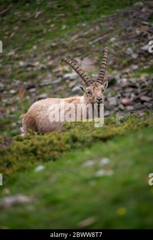 Impressionnant ibex mâle en Engadine Banque D'Images