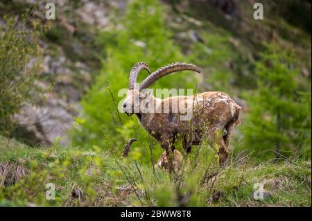 Impressionnant ibex mâle en Engadine Banque D'Images