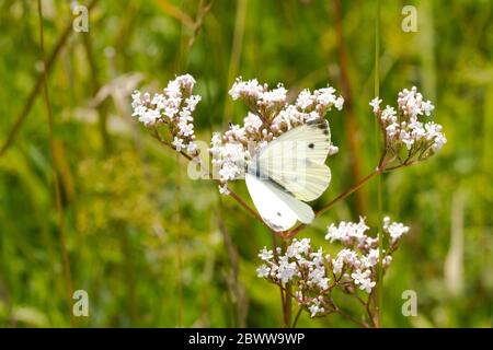 Allemagne, gros plan de gros blancs (Pieris brassicae) qui perchissent sur des fleurs sauvages Banque D'Images