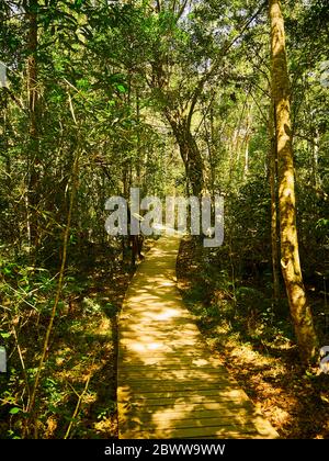 Chemin en bois entre les arbres, Parc national de Tsitsikamma, Afrique du Sud Banque D'Images