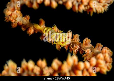 Indonésie, vue sous-marine de la crevette de corail à whip (Pontonides Unciger) et du corail noir Banque D'Images