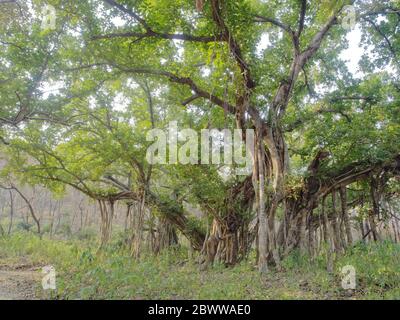 Banyan Tree Ficus benghalensis Rajasthan, Inde LA009576 Banque D'Images