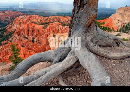 États-Unis, Utah, racines d'arbre mort dans le parc national de Bryce Canyon Banque D'Images