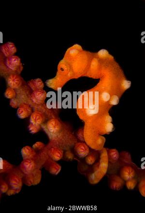 Indonésie, portrait sous-marin de l'hippocampe pygmée de Denises (Hippocampus denise) Banque D'Images
