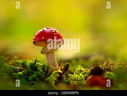 Gros plan de champignons de la mouche agaric (Amanita muscaria) en pleine forêt Banque D'Images