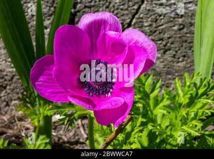 Anemone, coquelicot Anemone, Anemone Coronaria de Caen, Ranunculaceae en pleine fleur Banque D'Images