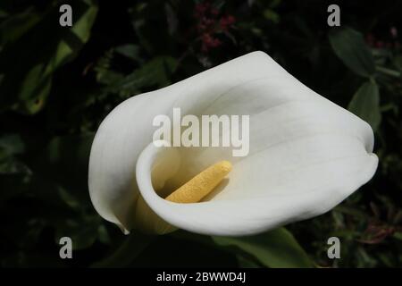 Zantedeschia, élie arum Banque D'Images