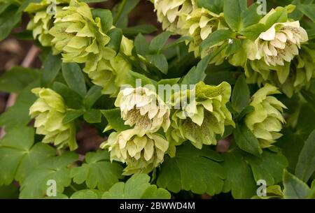 Fleurs hybrides hellebore Banque D'Images