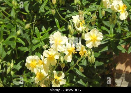 Helychrysum roc jaune Banque D'Images