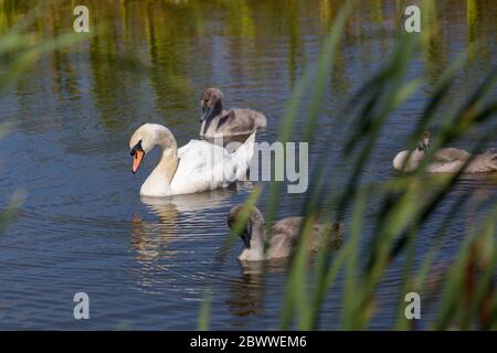 Un cygne blanc avec des signets sur un lac entouré de roseaux Banque D'Images