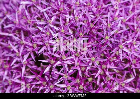 Gros plan des multiples fleurs violettes d'oignon géant (Allium giganteum) entièrement ouvertes Banque D'Images