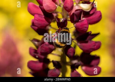 Bumble Bee sur lupin violet collectant le pollen dans un jardin en plein soleil. Macro montrant les détails du gros plan. Banque D'Images