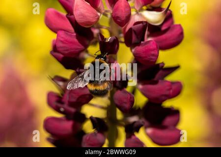 Bumble Bee sur lupin violet collectant le pollen dans un jardin en plein soleil. Macro montrant les détails du gros plan. Banque D'Images