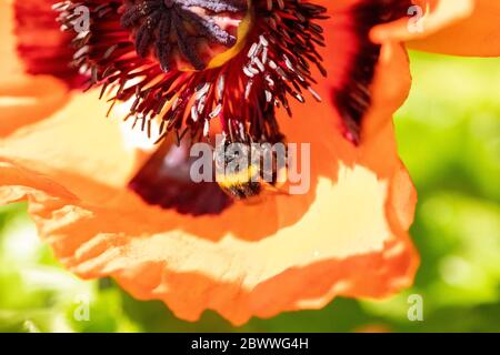 Bumble Bee sur le pavot rouge collectant le pollen dans un jardin en plein soleil. Macro montrant les détails du gros plan. Banque D'Images