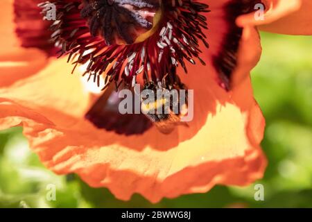 Bumble Bee sur le pavot rouge collectant le pollen dans un jardin en plein soleil. Macro montrant les détails du gros plan. Banque D'Images