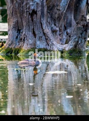 Grand Grebe à crête masculine dans un lac de camions d'arbres en décomposition. Banque D'Images