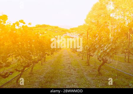 Vignobles le matin avec fuite de lumière. Banque D'Images