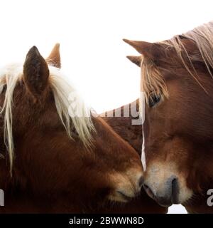 Manie de chevaux Banque D'Images