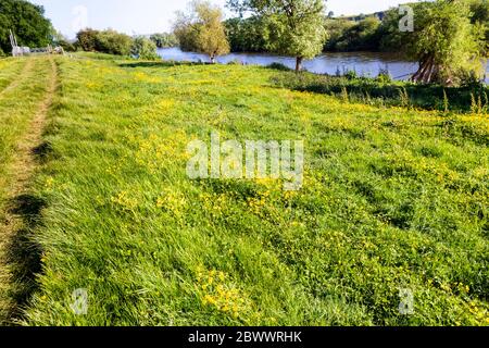 Les Buttercups fleurissent à côté du sentier de la longue distance Severn Way à Wainlodes, au nord de Gloucester, au Royaume-Uni Banque D'Images