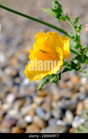 plante de pavot à cornes jaunes sur la plage de galets de salthouse, nord de norfolk, angleterre Banque D'Images