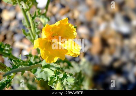 plante de pavot à cornes jaunes sur la plage de galets de salthouse, nord de norfolk, angleterre Banque D'Images