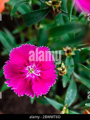 Une photo de cloe up de fleurs ROSES DE JEUNE fille sur un pot.Dianthus deltoides, le rose de jeune fille, est une espèce de Dianthus indigène à la plupart de l'Europe et de l'ouest ASI Banque D'Images