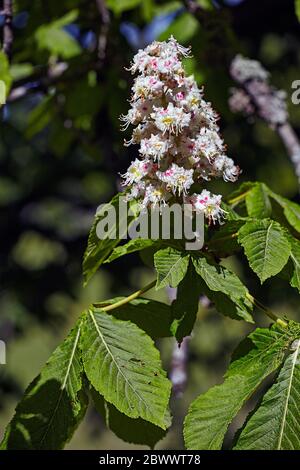 Gros plan de fleurs sur un châtaignier (aesculus hippocastanum Banque D'Images