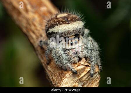 Phidippus regius - Regal Jumping Spider, femelle Banque D'Images