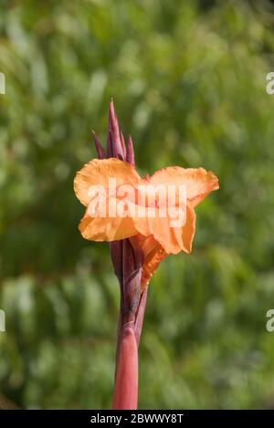 phase de la canna (Heliotropium arborescens) Banque D'Images