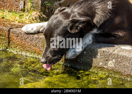 Chien noir posé sur le sol et de l'eau potable d'une fontaine Banque D'Images