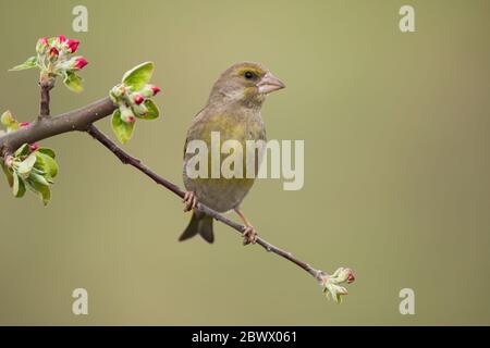 Homme européen verdfinch assis sur une branche avec des fleurs rouges et face à l'appareil photo. Banque D'Images