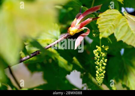 Sycamore (acer pseudoplatanus), gros plan d'une branche avec un groupe de fleurs suspendues. Banque D'Images