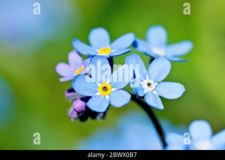 Bois Forget-me-not (myosotis sylvatica), gros plan d'un groupe de fleurs bleues familières mais plus grandes, isolées sur un arrière-plan hors foyer. Banque D'Images