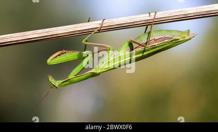 Mantis européens tenant sur la plante à l'envers dans la nature estivale au coucher du soleil Banque D'Images