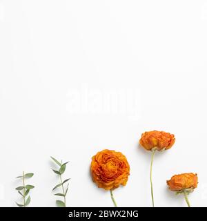 Fleurs de ranunculus d'orange sec et feuilles d'eucalyptus sur fond blanc. Composition florale, pose à plat, vue du dessus, espace de copie Banque D'Images