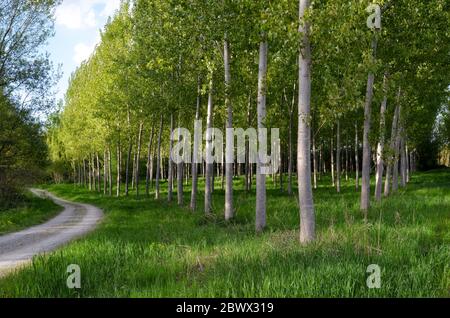 Sentier de campagne avec lignes de peupliers et d'herbe Banque D'Images