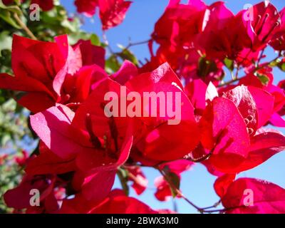 Un gros plan d'une fleur Bougainvillea glabra Banque D'Images