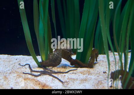 hippocampe et étoiles de mer dans le sable, le corail et les algues Banque D'Images