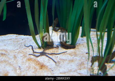 hippocampe et étoiles de mer dans le sable, le corail et les algues Banque D'Images