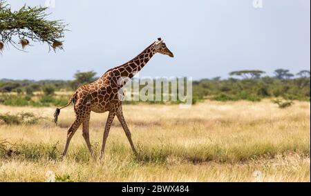 Une girafe à pied dans la savane entre les plantes Banque D'Images