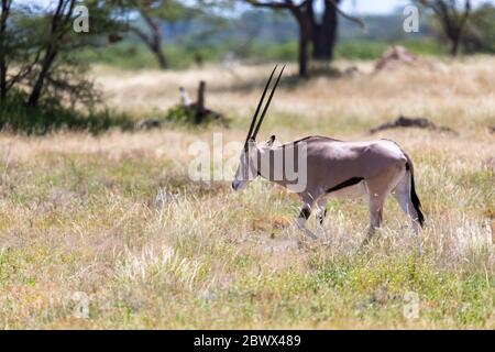 La famille Oryx se trouve dans le pâturage entouré d'herbe verte et d'arbustes Banque D'Images