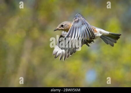 Un Bluebird de l'est en vol Banque D'Images