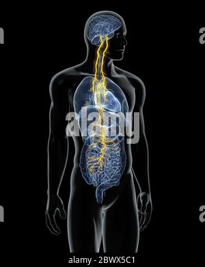 L'illustration montre le cerveau et le nerf vague (dixième nerf crânien) avec les poumons, le cœur, l'estomac et le tube digestif Banque D'Images